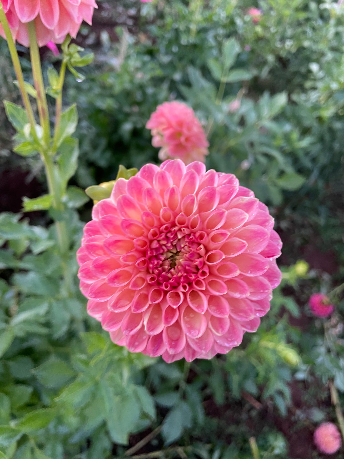 Snoho Doris Dahlia Tuber