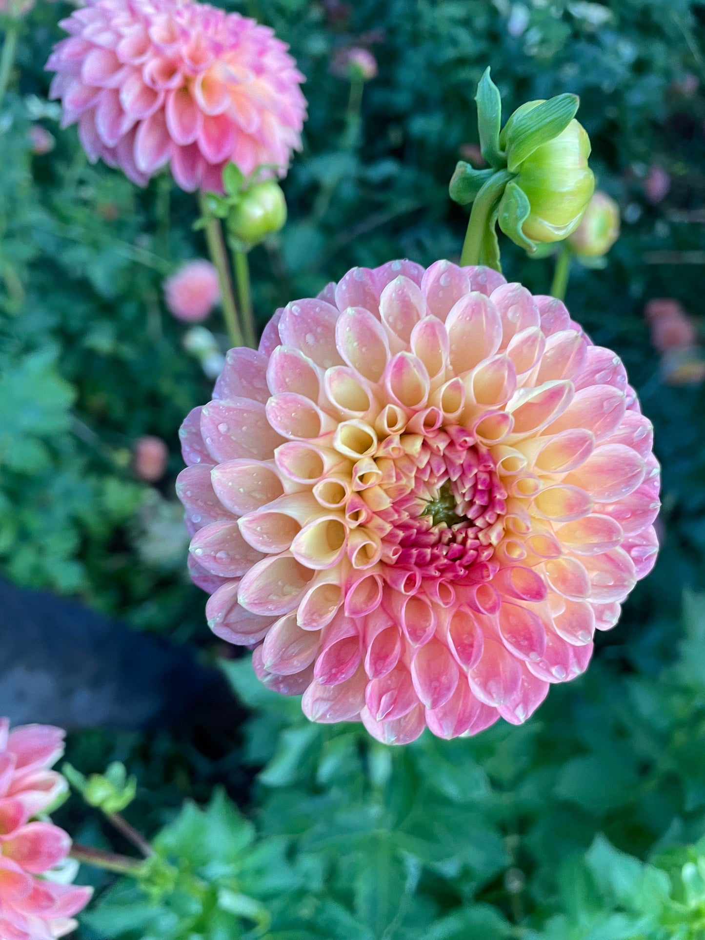 Snoho Doris Dahlia Tuber