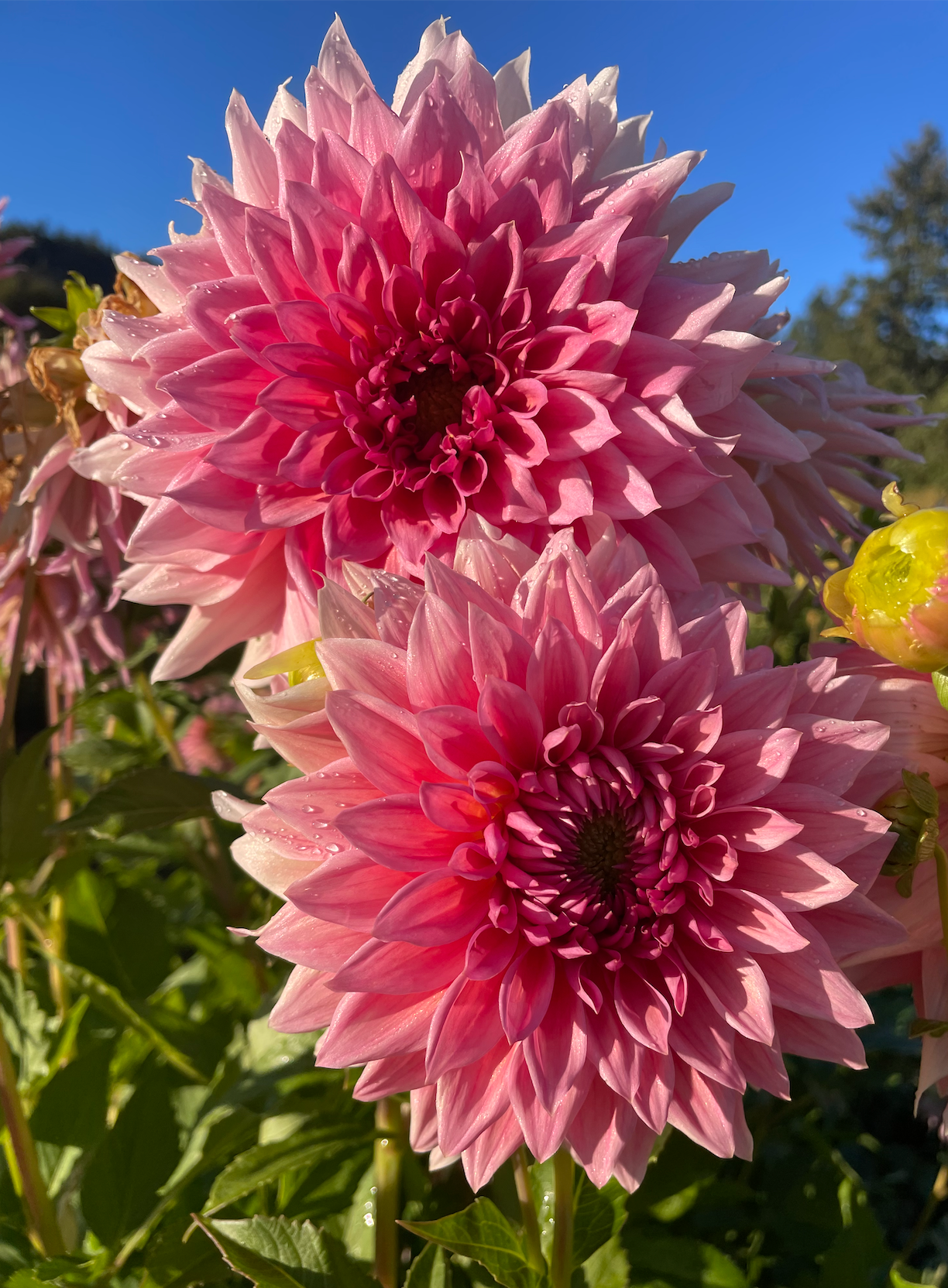 Wyn's Pink Pearl Dahlia Tuber