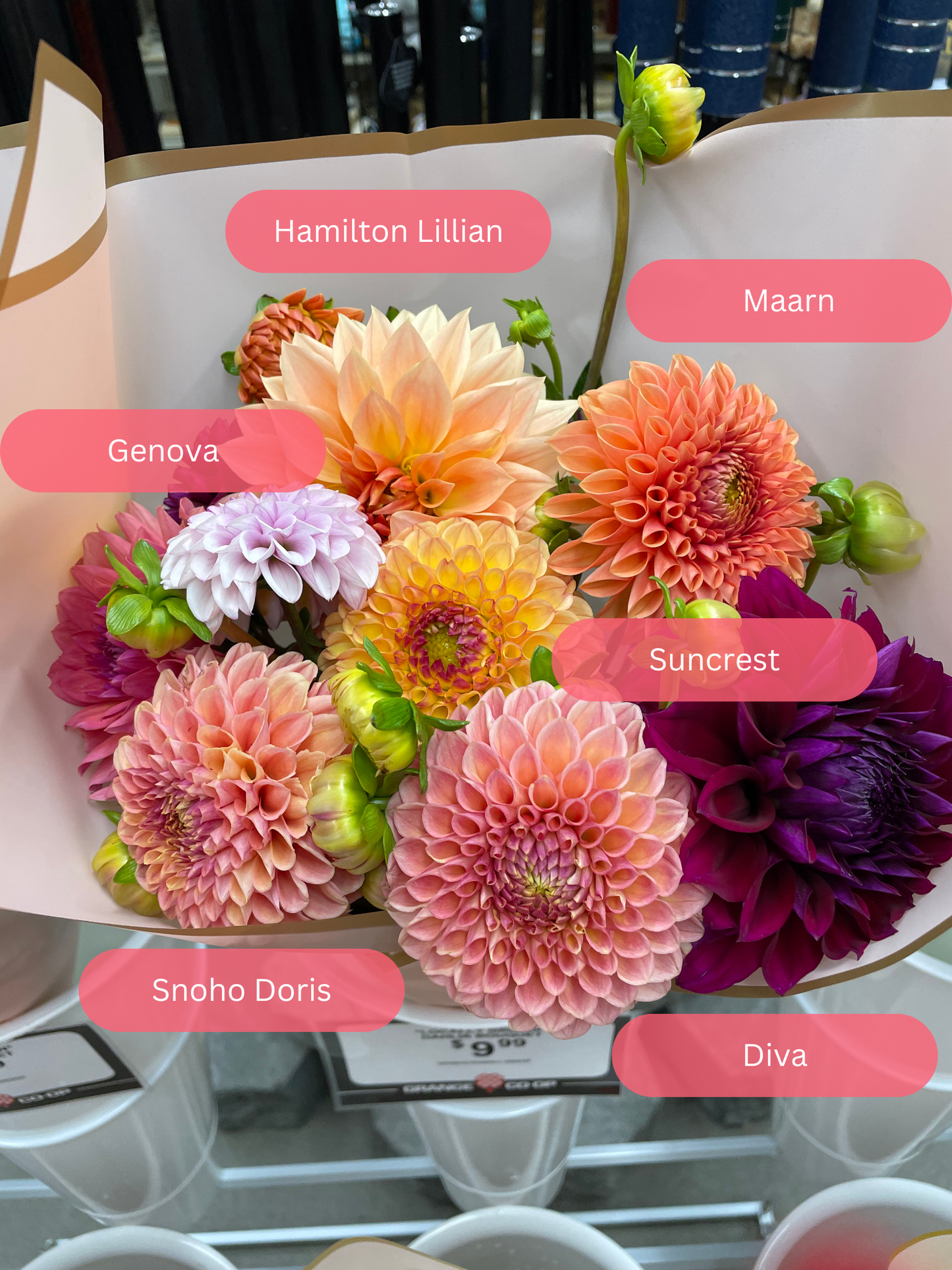 Snoho Doris Dahlia Tuber