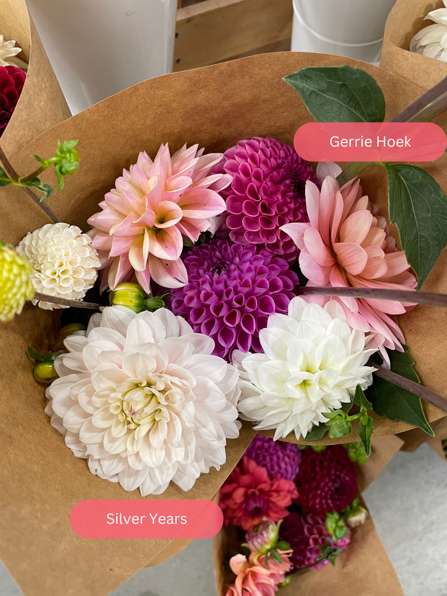 Silver Years Dahlia Tuber