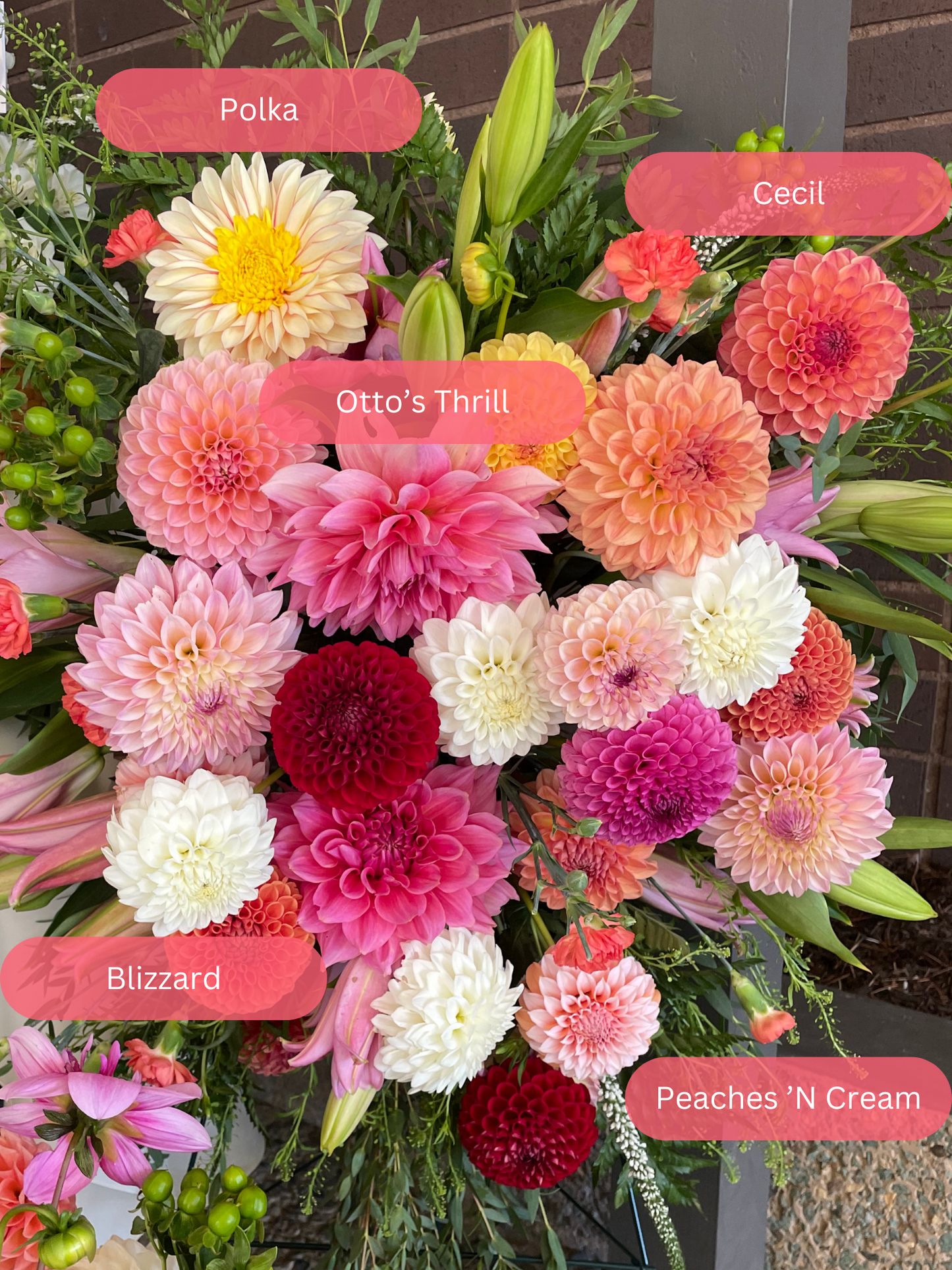 Cecil Dahlia Tuber