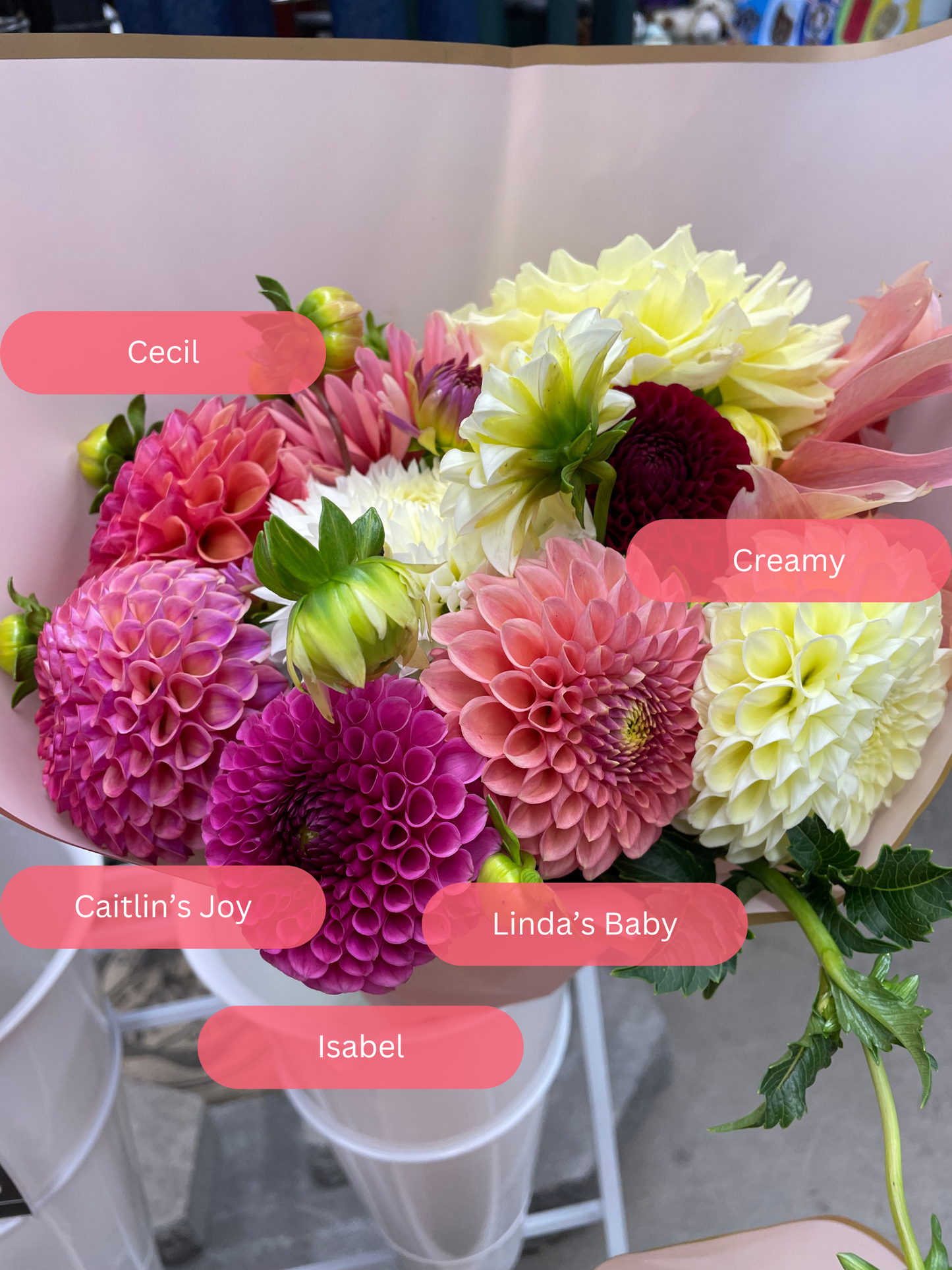 Caitlin's Joy Dahlia Tuber