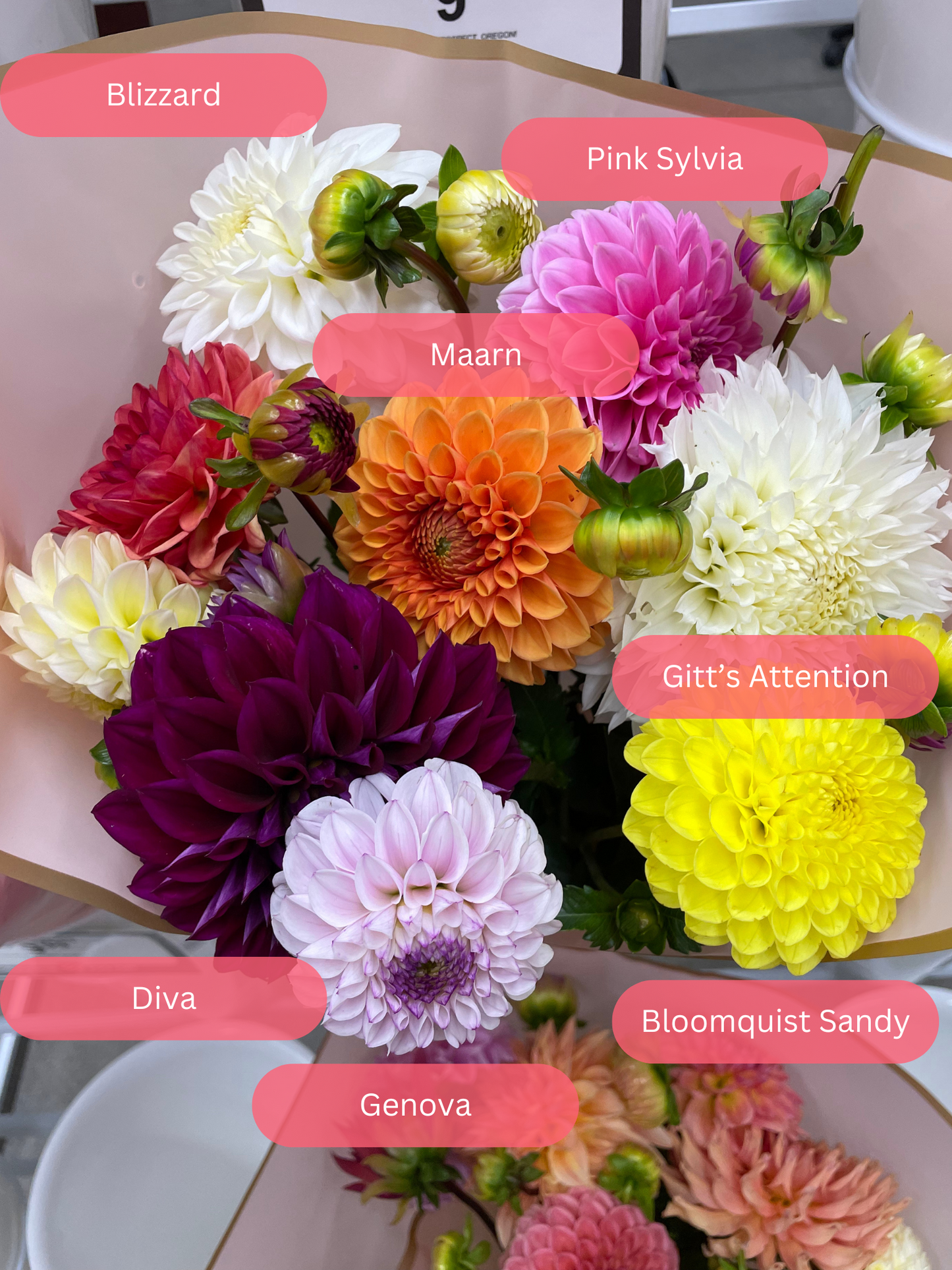 Pink Sylvia Dahlia Tuber