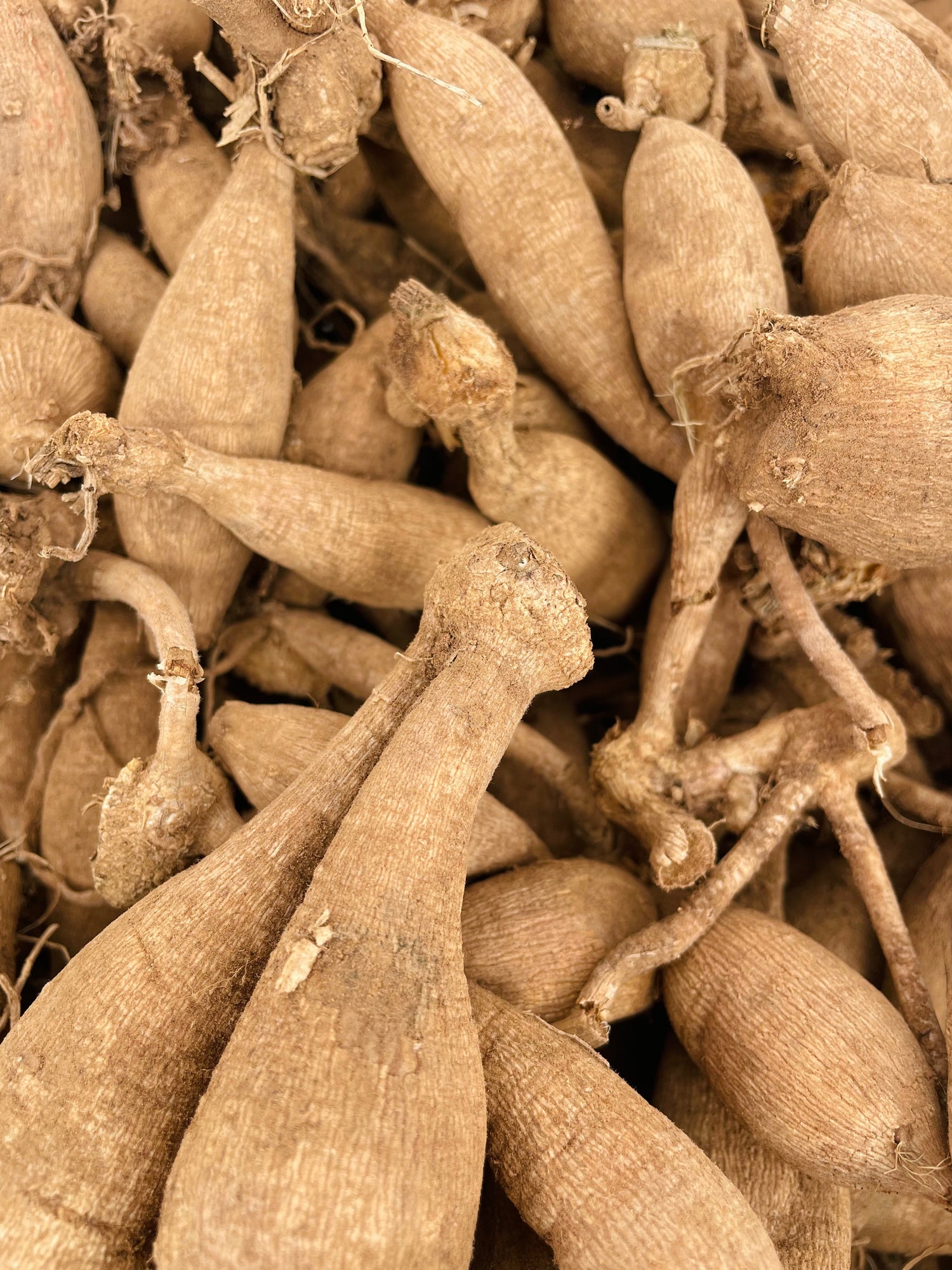 Dahlia Tubers