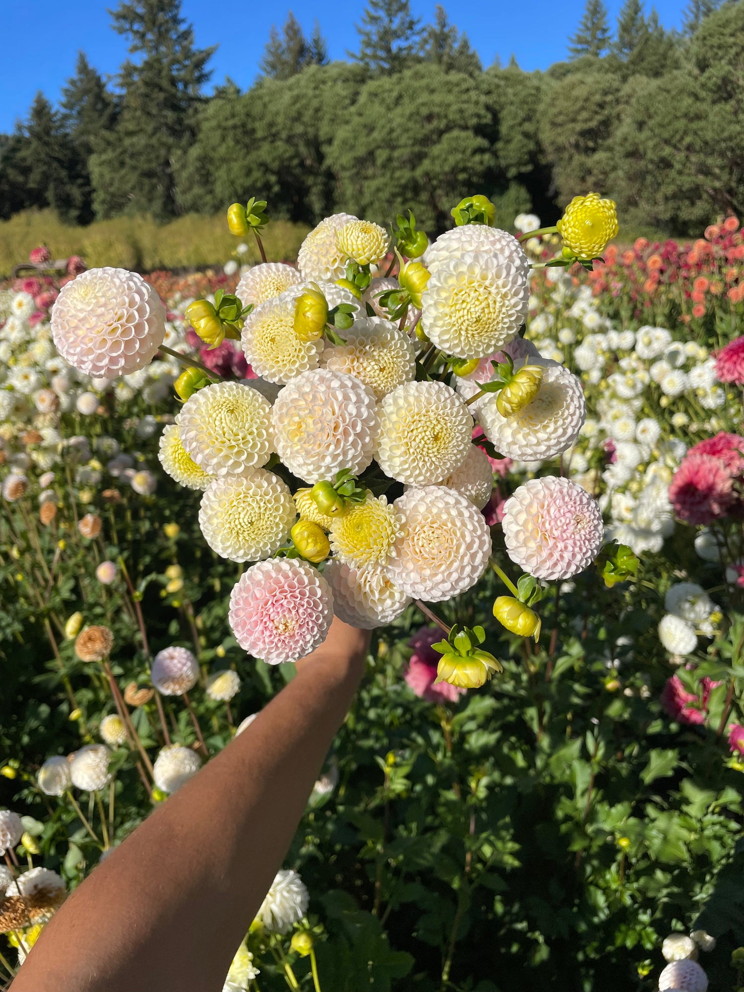 Dahlia Stems