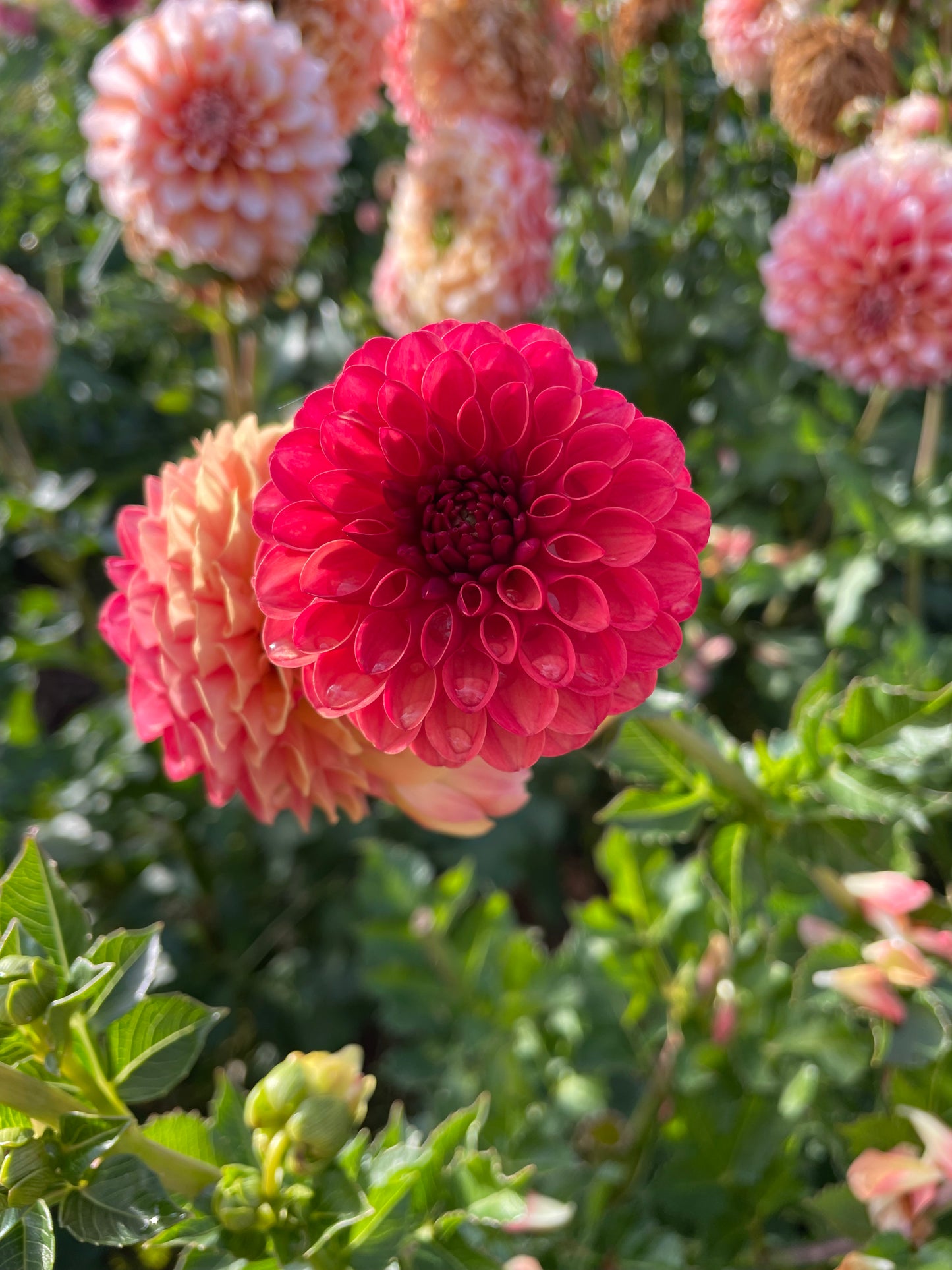 Valley Rust Bucket Dahlia Tuber