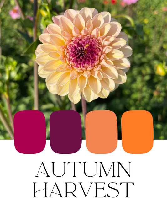 Farm-Fresh Dahlias - Autumn Harvest Mix