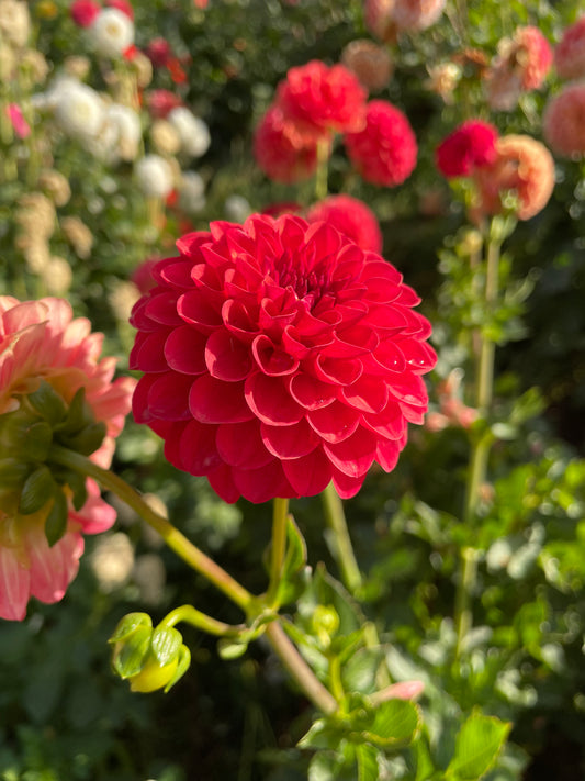 Valley Rust Bucket Dahlia Tuber