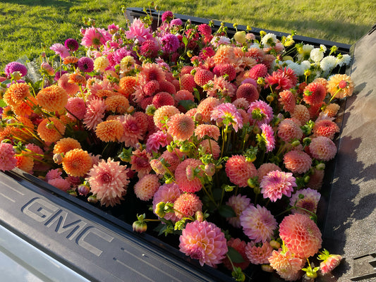 The Delicate Flower Dahlia Collection