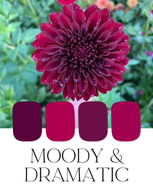 Farm-Fresh Dahlias - Moody & Dramatic Mix