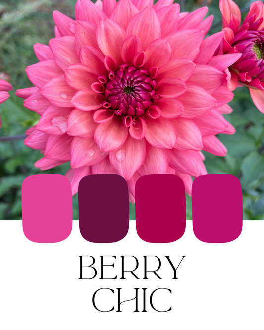Farm-Fresh Dahlias - Berry Chic Mix