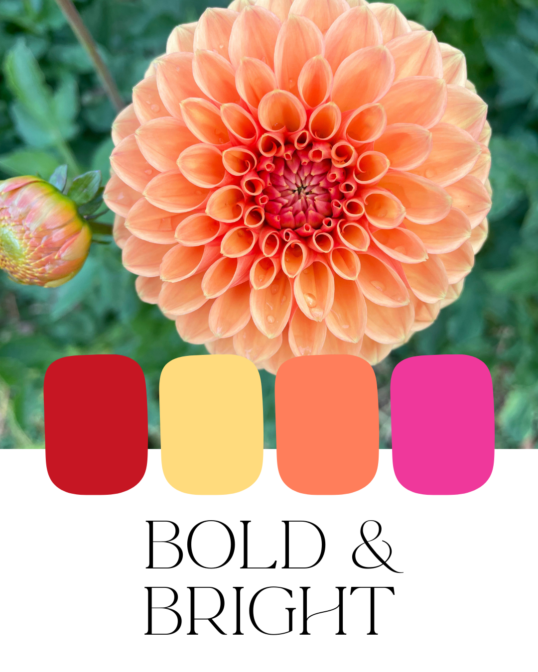 Farm-Fresh Dahlias - Bold & Bright Mix