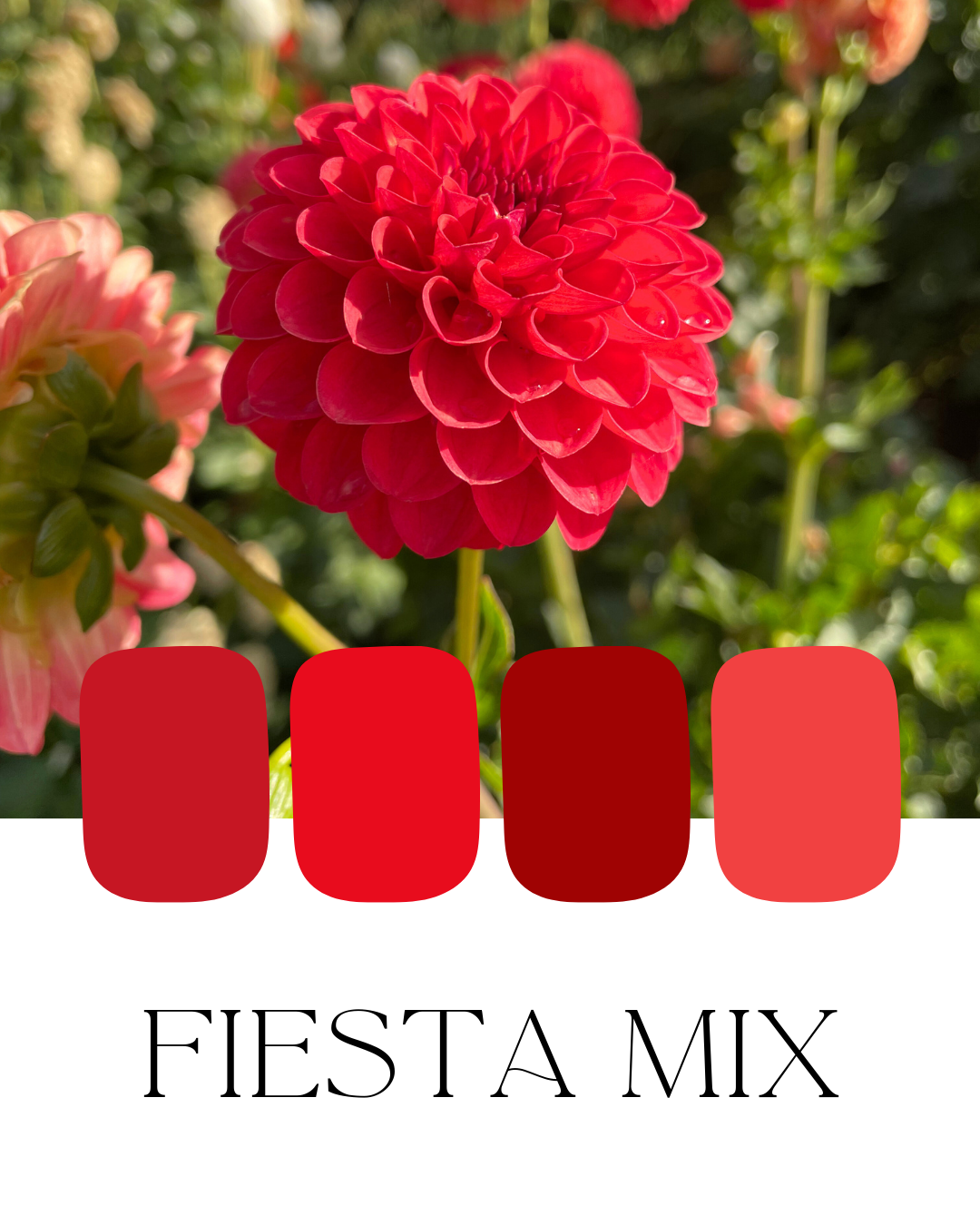 Farm-Fresh Dahlias - Fiesta Mix