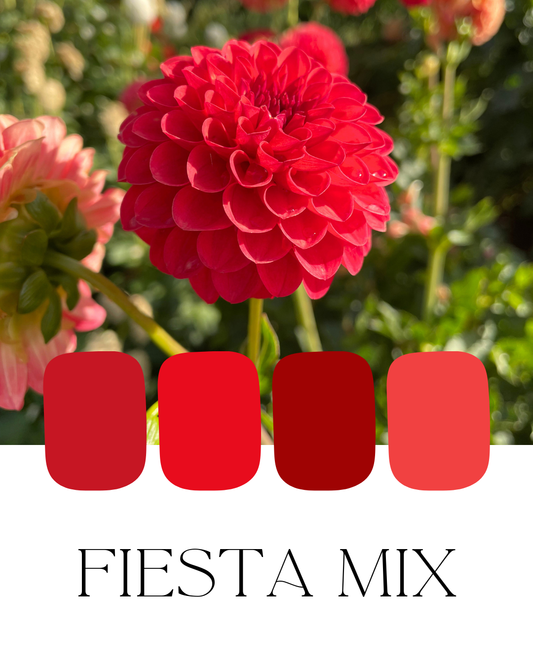 Farm-Fresh Dahlias - Fiesta Mix