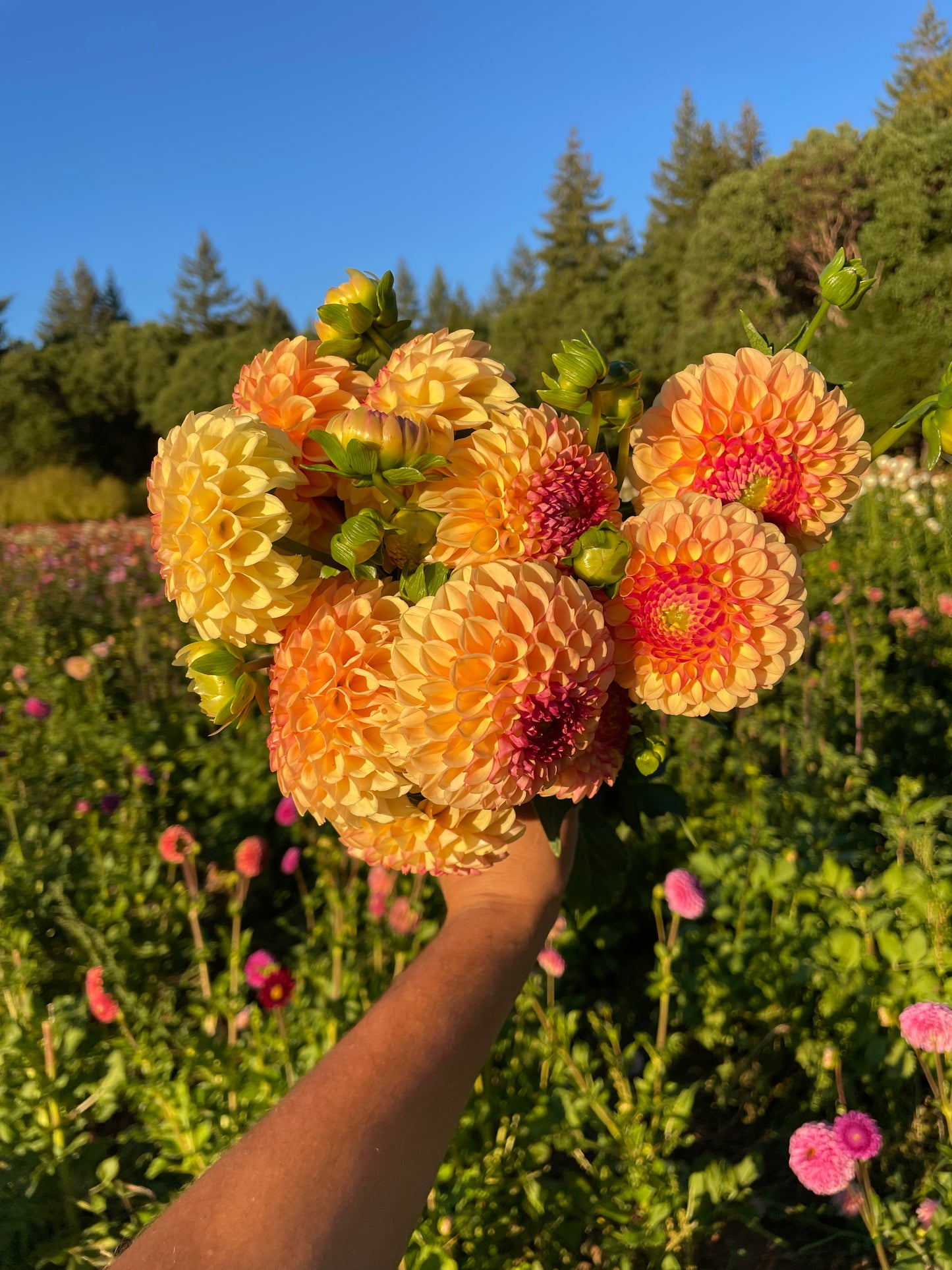 Suncrest Dahlia Tuber