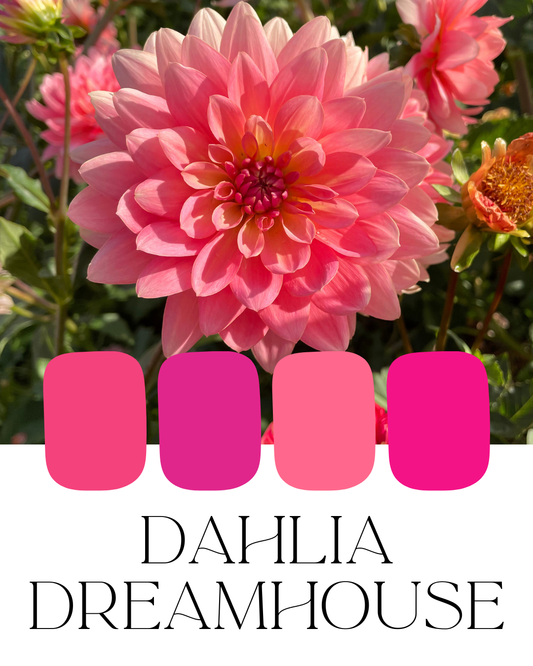Farm-Fresh Dahlias - Dahlia Dreamhouse Mix