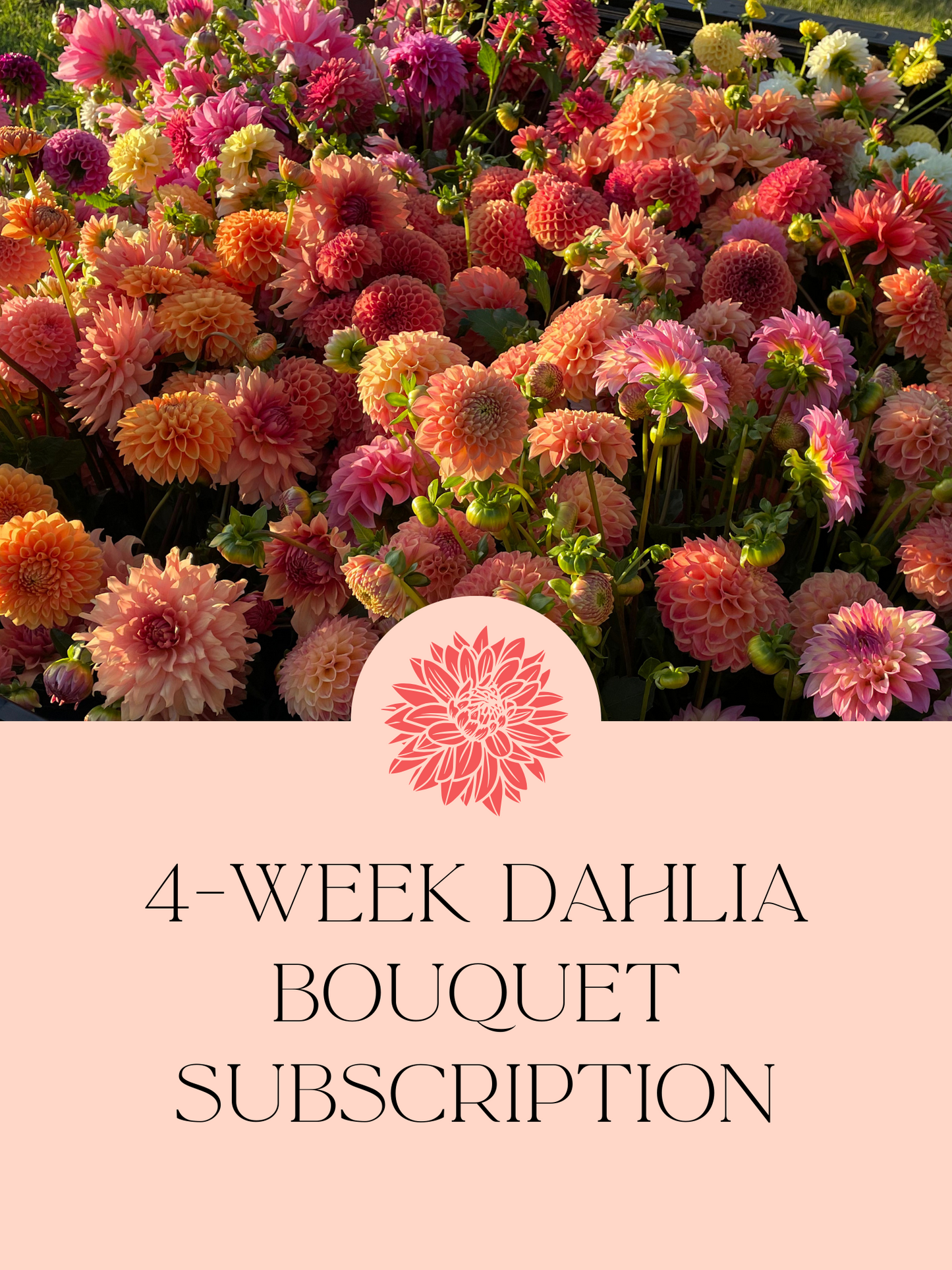 (4-Week) Dahlia Bouquet Subscription