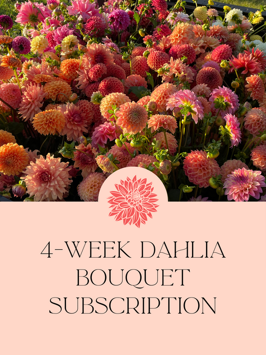 (4-Week) Dahlia Bouquet Subscription