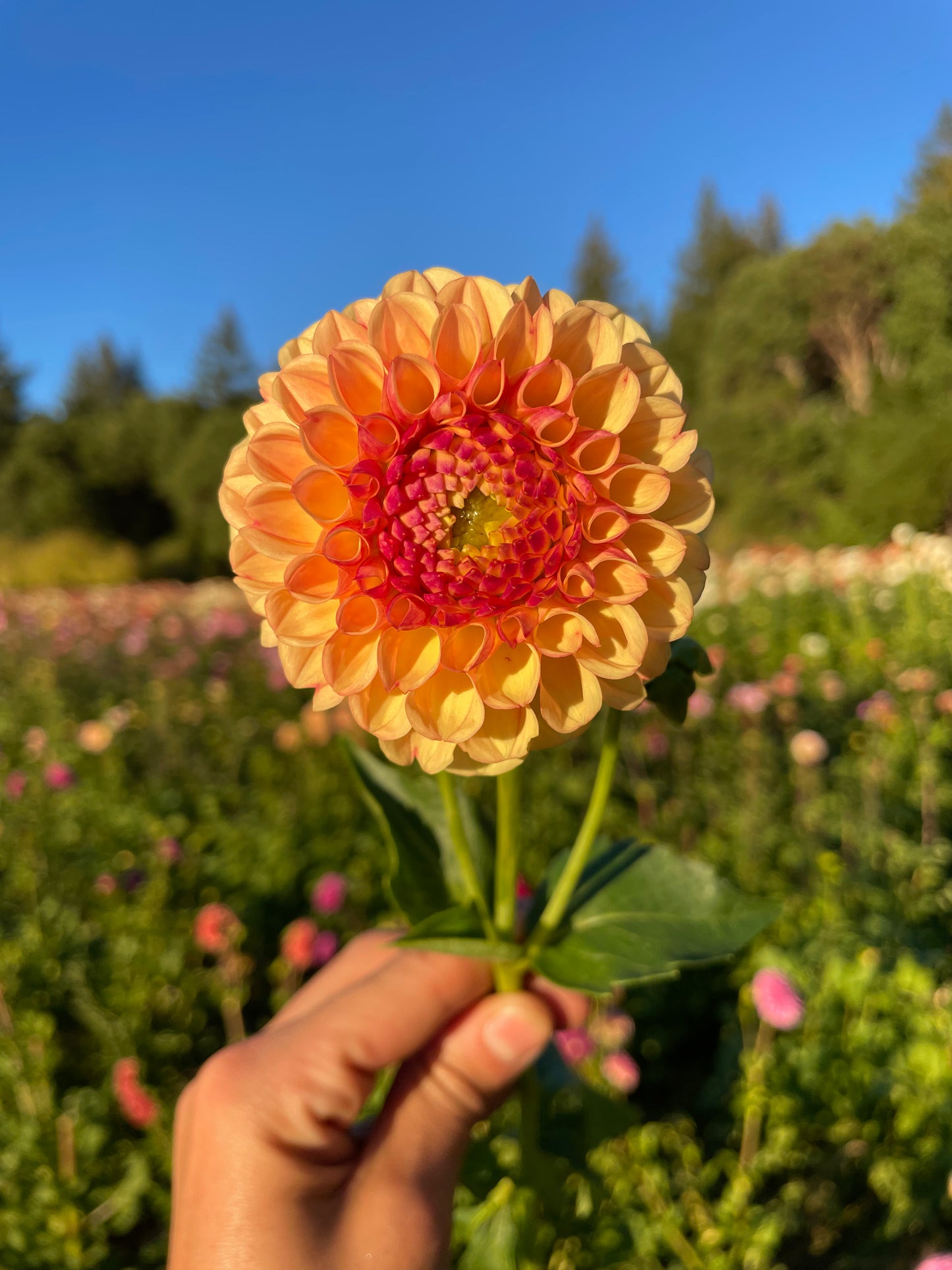 Suncrest Dahlia Tuber