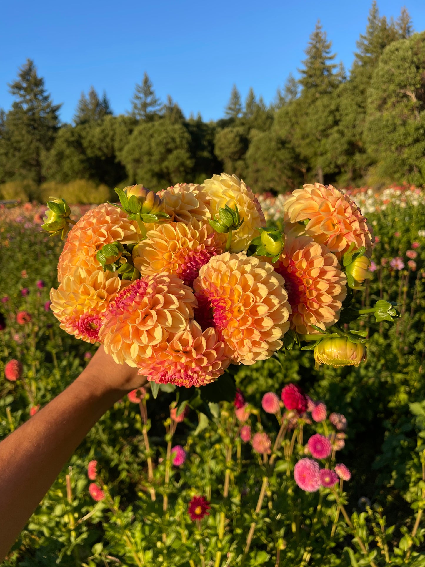 Suncrest Dahlia Tuber