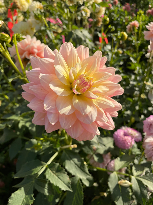 Sheer Heaven Dahlia Tuber