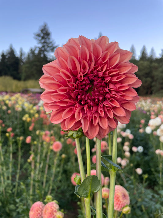 Orange Globe Dahlia Tuber