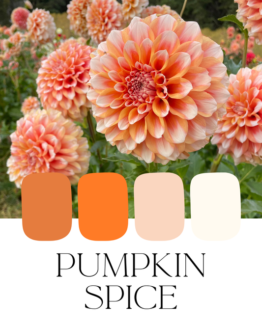 Farm-Fresh Dahlias - Pumpkin Spice Mix