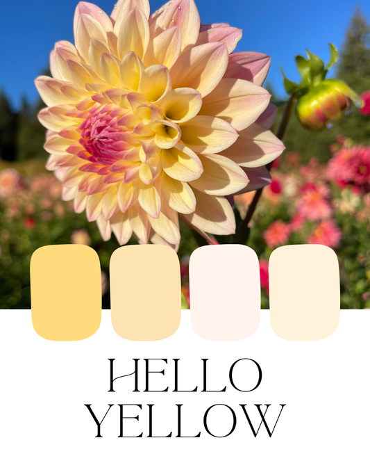Farm-Fresh Dahlias - Hello Yellow