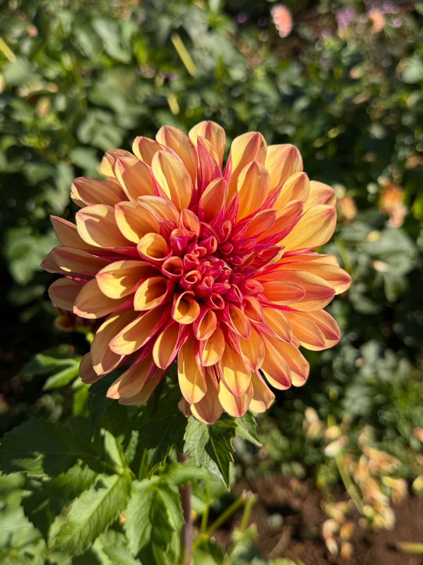 Gitt's Crazy Dahlia Tuber