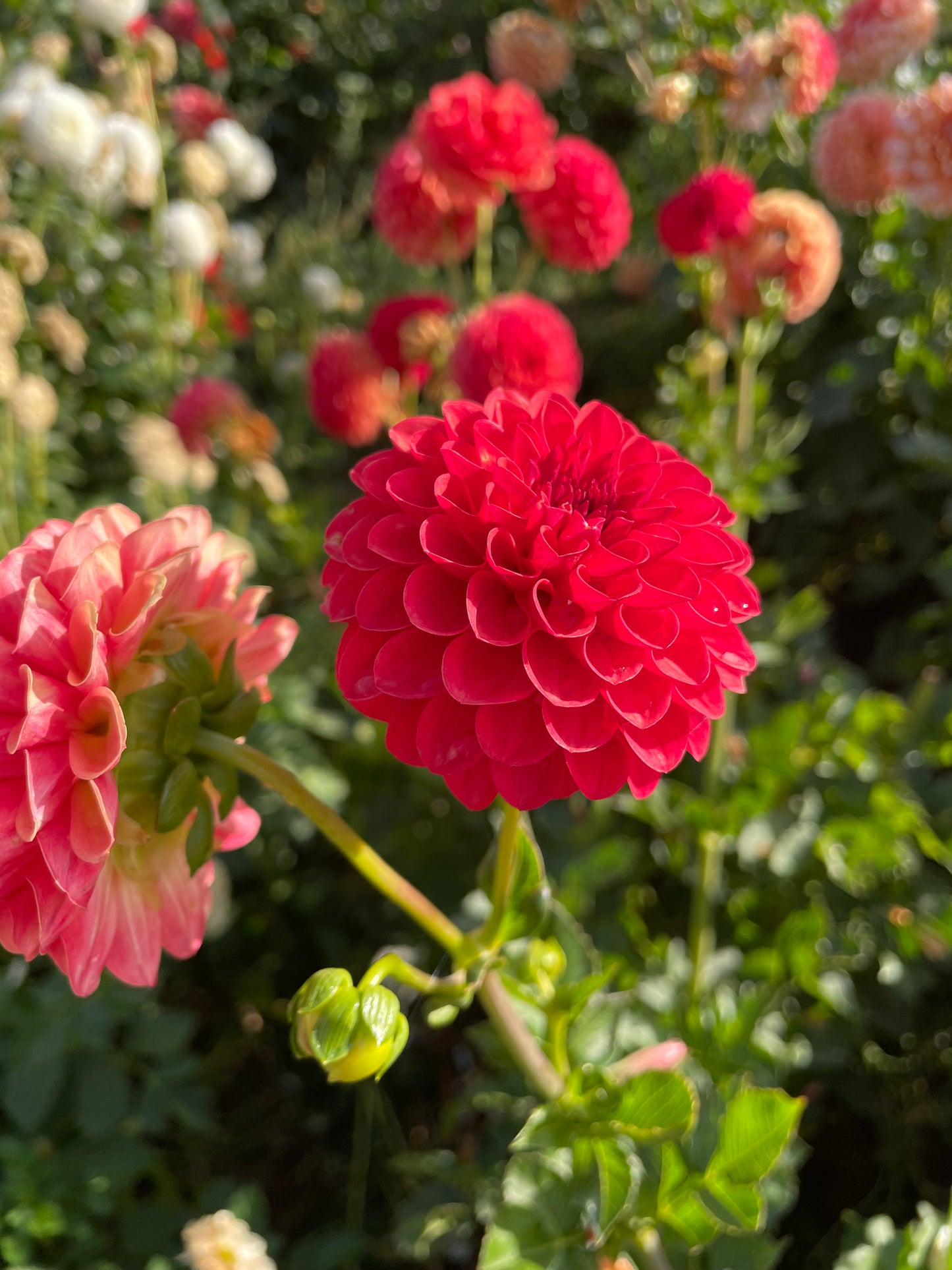 Valley Rust Bucket Dahlia Tuber