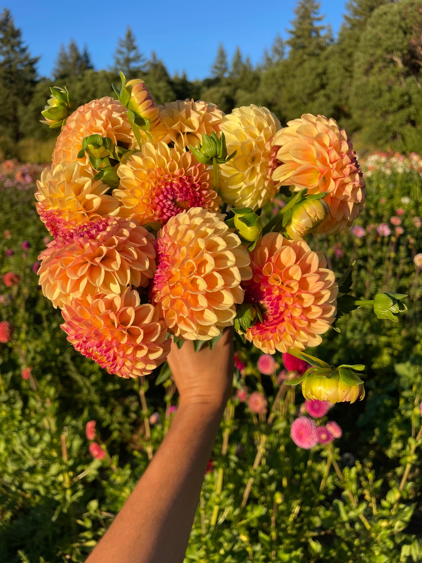 Suncrest Dahlia Tuber