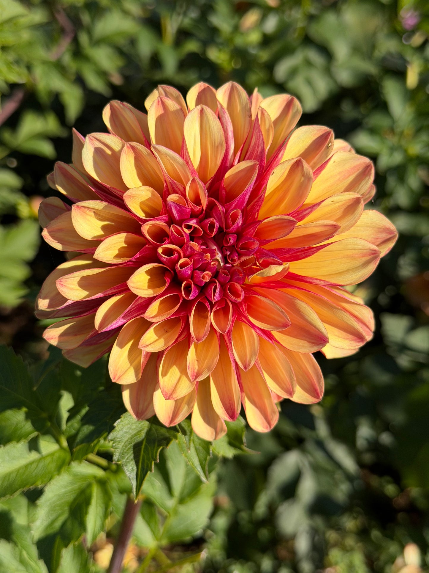 Gitt's Crazy Dahlia Tuber