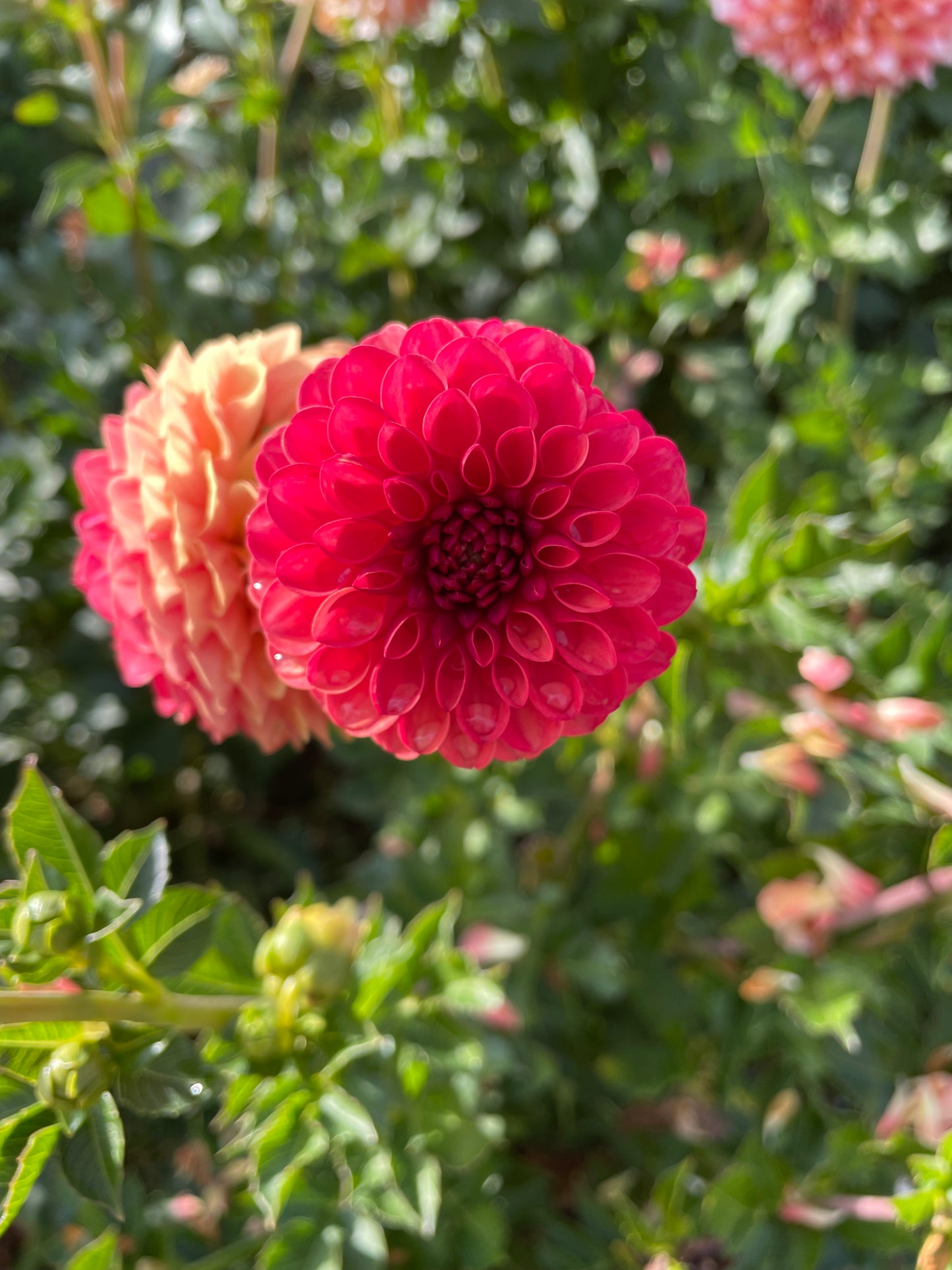Valley Rust Bucket Dahlia Tuber