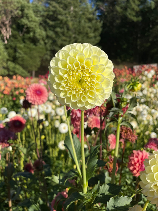 MM Buttercream Dahlia Tuber