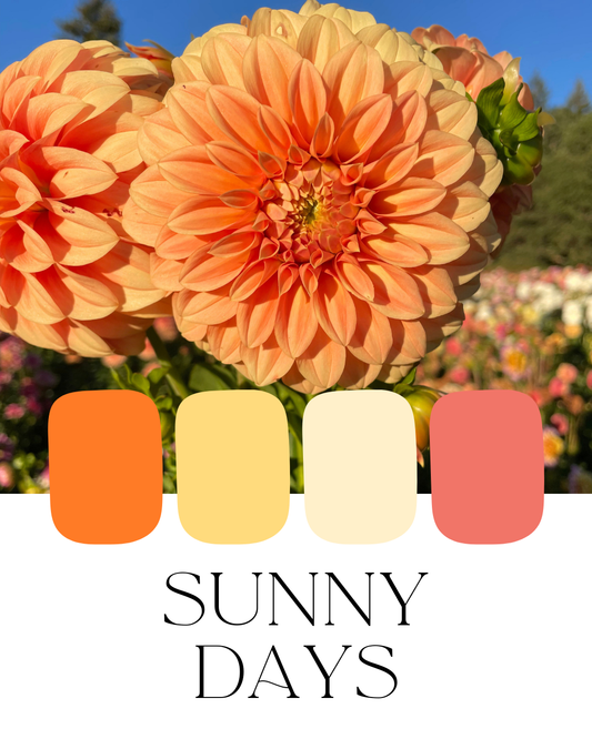 Farm-Fresh Dahlias - Sunny Days Mix