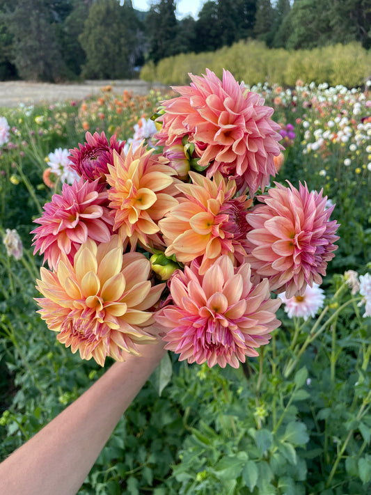 Miss Amara Dahlia Tuber