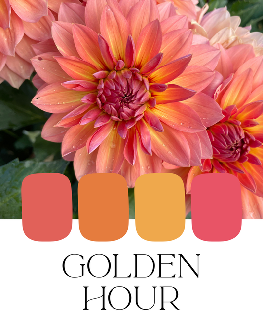Farm-Fresh Dahlias - Golden Hour Mix