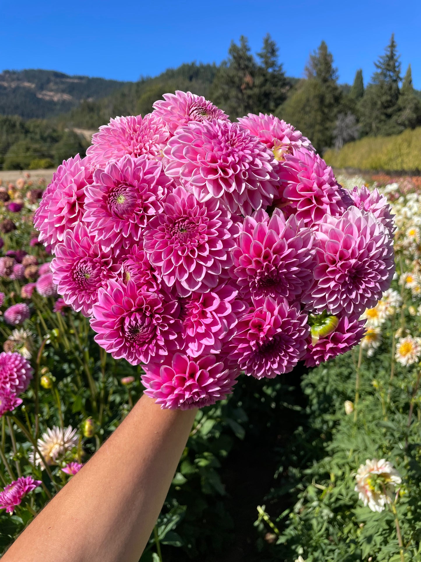 Pink Sylvia Dahlia Tuber