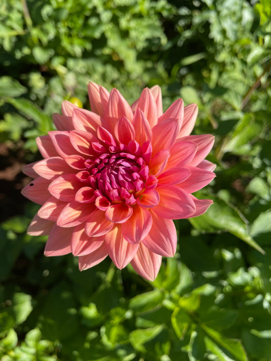 Preference Dahlia Tuber