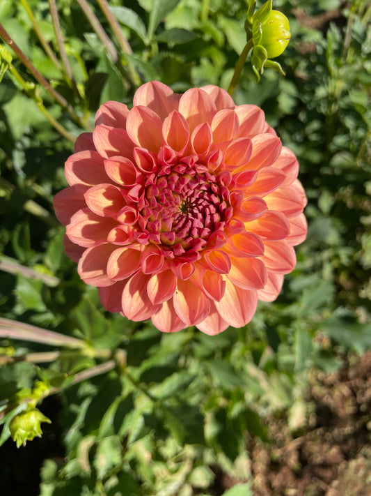 Lark's Ebbe Dahlia Tuber