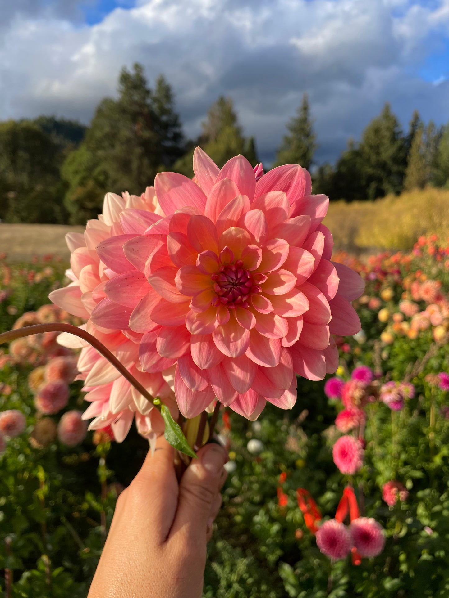Gerrie Hoek Dahlia Tuber