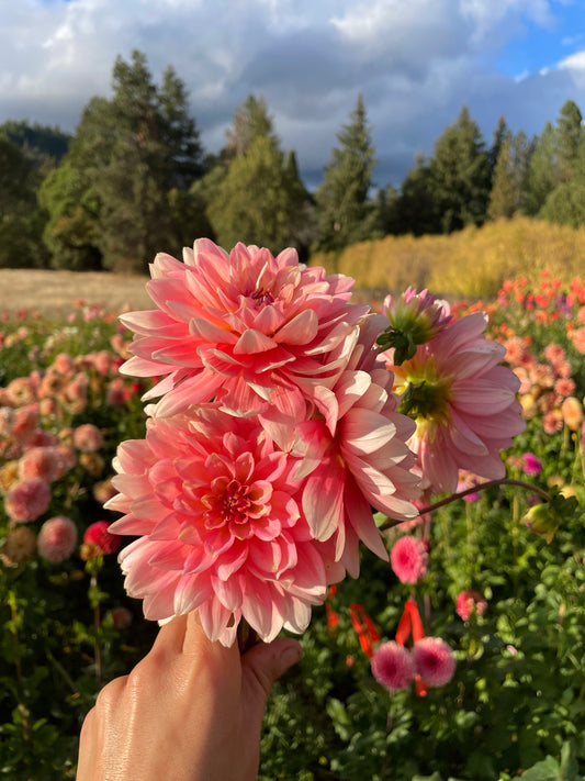 Gerrie Hoek Dahlia Tuber