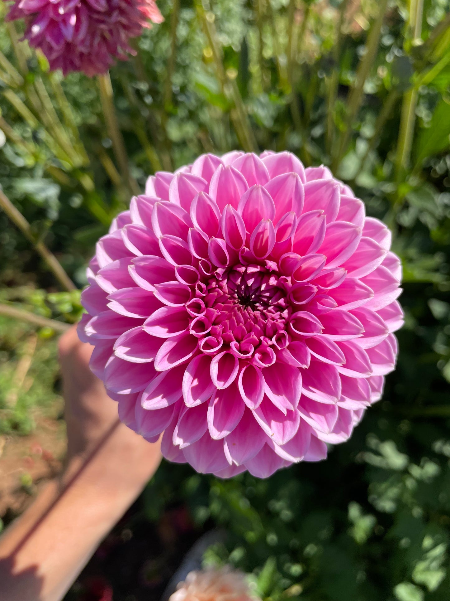 Pink Sylvia Dahlia Tuber