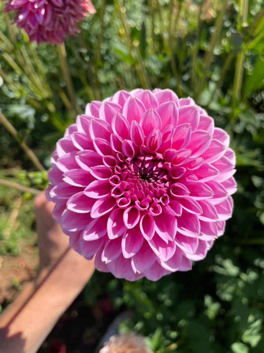 Pink Sylvia Dahlia Tuber
