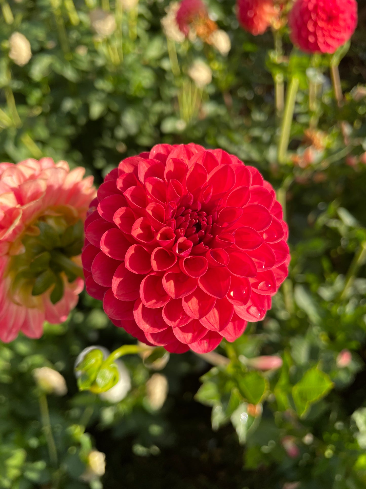 Valley Rust Bucket Dahlia Tuber