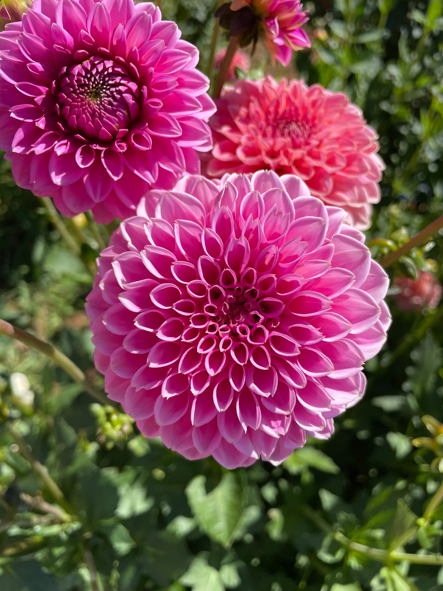Pink Sylvia Dahlia Tuber