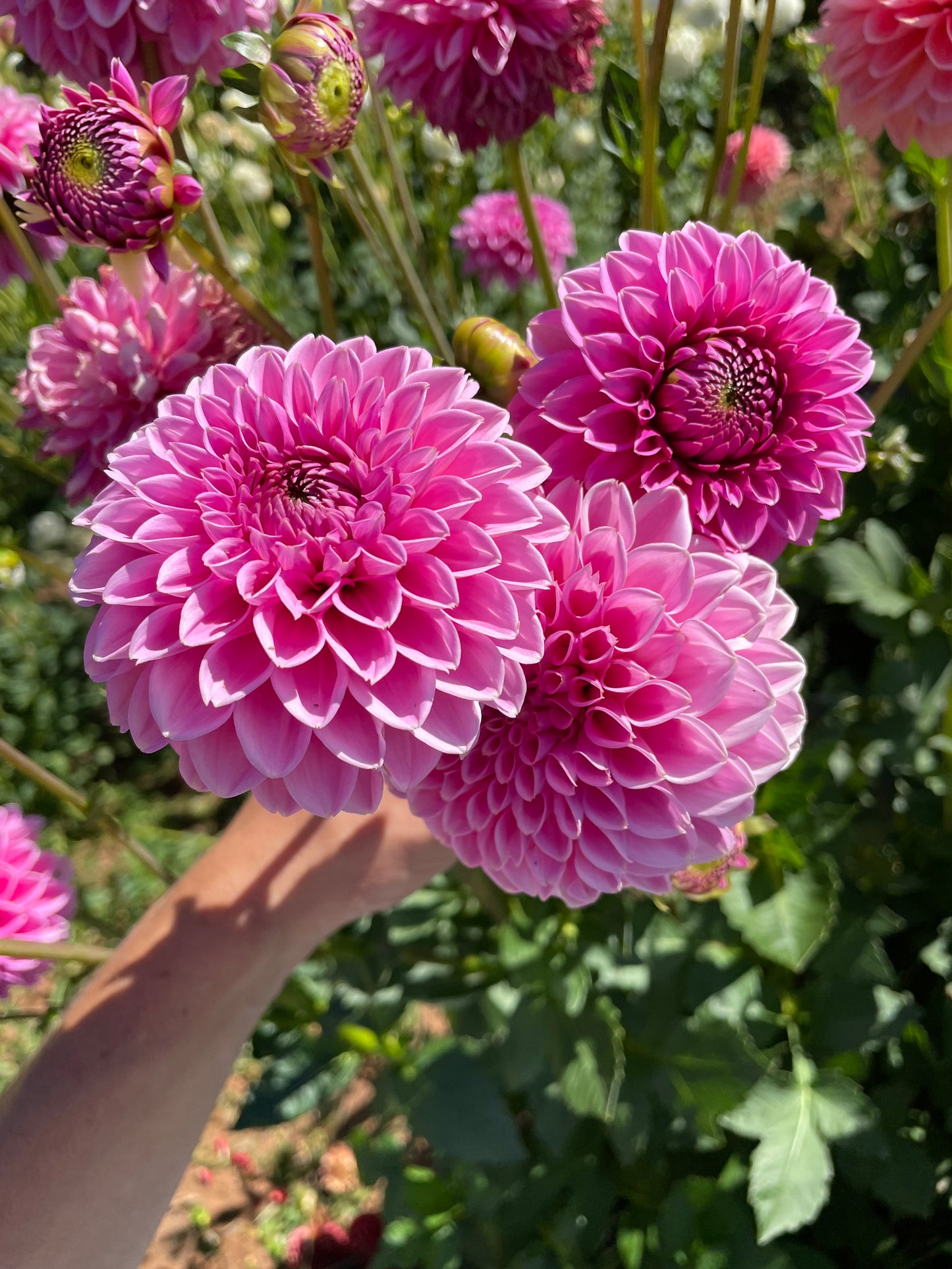 Pink Sylvia Dahlia Tuber