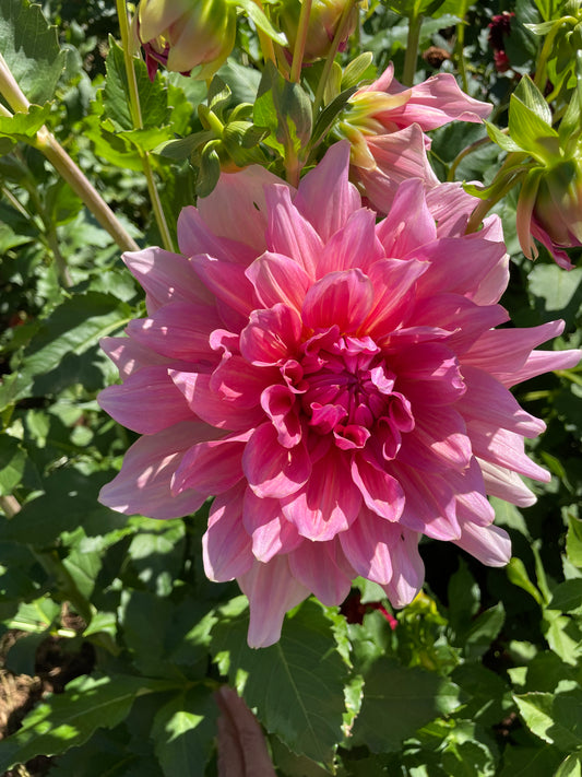 Otto's Thrill Dahlia Tuber