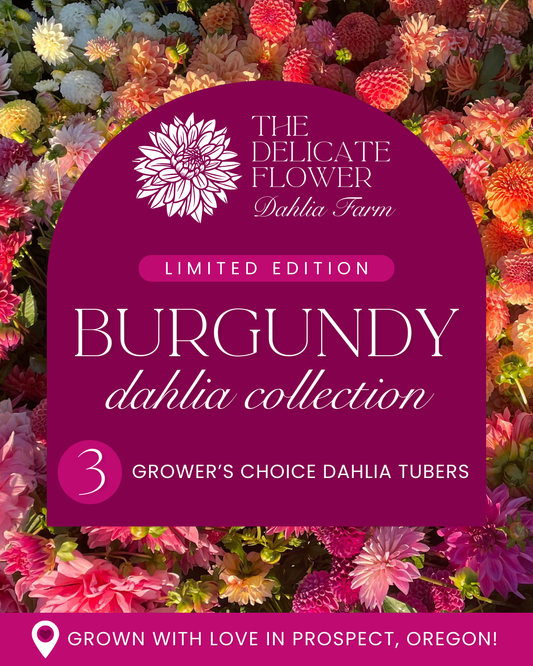 Grower's Choice Dahlia Tuber Collection - Burgundy Mix
